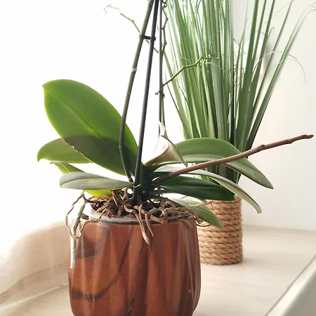 35m2 Proche Musee Soulages Lägenhet *